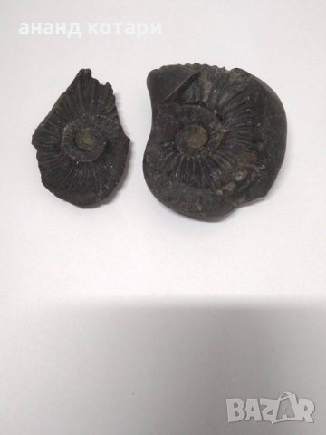 Шалиграм, снимка 2 - Антикварни и старинни предмети - 21516672