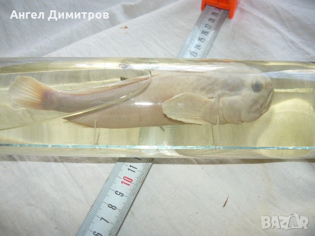 Соц. препарирано Попче риба във вода, снимка 9 - Антикварни и старинни предмети - 21880919