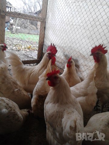 Бяло Брезе-оплодени яйца,_много добра носачка 250 _280 яйца до 70 грама с уникално вкусно месо , снимка 5 - Кокошки и пуйки - 24127501