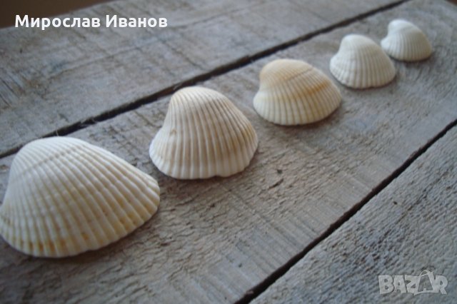 бели миди от остров Наксос