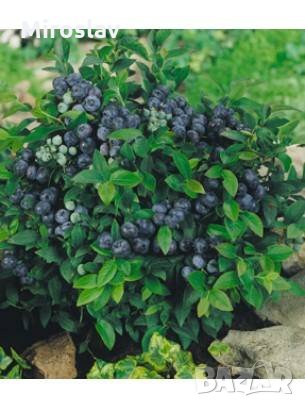 Американска черна Боровинка в саксия 40-45см (ПРОМОЦИЯ), снимка 3 - Градински цветя и растения - 24588633