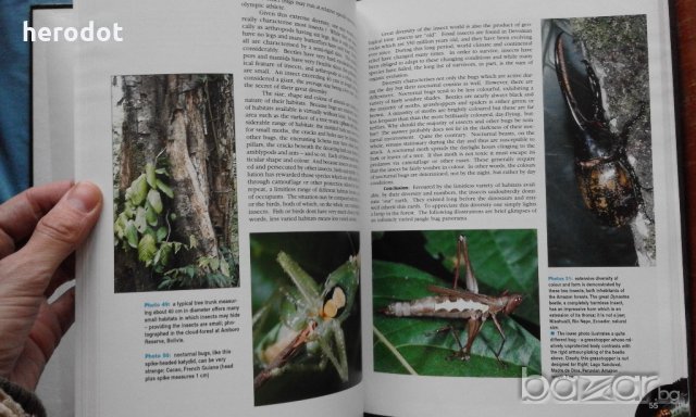 ПРОМОЦИЯ! - Bruce Purser - Jungle Bugs in the Night, снимка 8 - Специализирана литература - 21079127