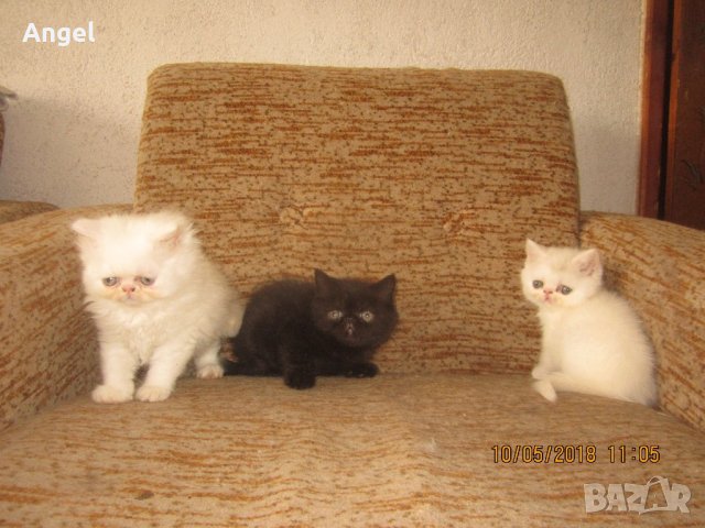 Персийски котенца пълен екстремал , снимка 2 - Персийска - 21549051