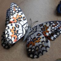 3D пеперуди за декорация с двойни крила СВЕТЕЩИ, снимка 6 - Декорация за дома - 25424987