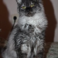 Сибирски  котенца Siberian  Cat, снимка 14 - Сибирски - 17543332