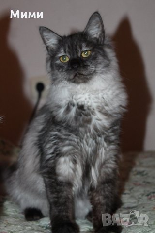 Сибирски  котенца Siberian  Cat, снимка 14 - Сибирски - 17543332