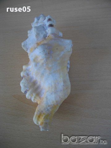 Раковина - 9, снимка 6 - Други ценни предмети - 14605420