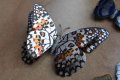 3D пеперуди за декорация с двойни крила СВЕТЕЩИ, снимка 6