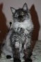 Сибирски  котенца Siberian  Cat, снимка 14