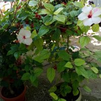 китайска роза , снимка 5 - Градински цветя и растения - 24498730