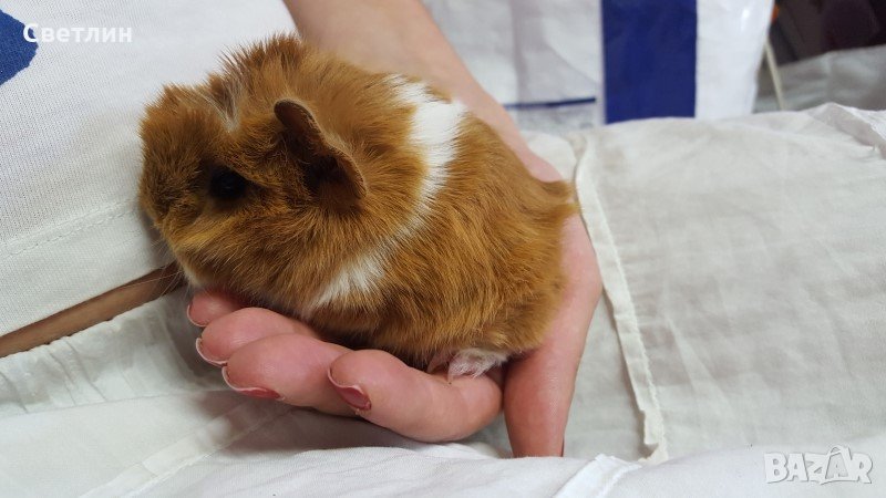 продавам малки морски свинчета, снимка 1