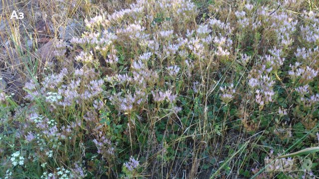 Продавам цветя за бордюр - 4 вида, снимка 14 - Сортови семена и луковици - 21696387