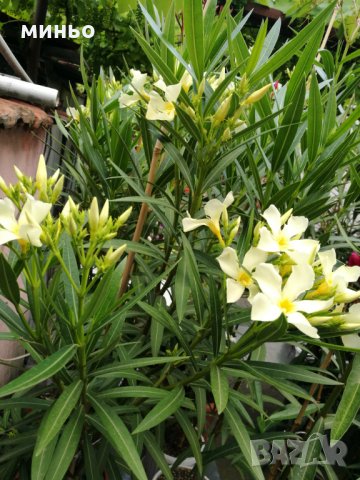 Продавам зокум олеандър, снимка 6 - Градински цветя и растения - 24499326