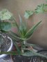 Алое, снимка 2
