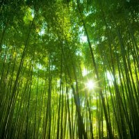 100 броя бамбукови семена от Декоративен бамбук Moso Bamboo лилав зелен цветен , снимка 14 - Сортови семена и луковици - 23954889
