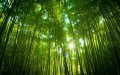 100 броя бамбукови семена от Декоративен бамбук Moso Bamboo лилав зелен цветен , снимка 14