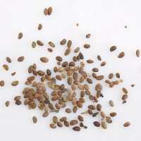 100 бр. Семена от гигантска хранителна къпина антиоксидант със здравословни качества, фибри, снимка 8 - Сортови семена и луковици - 20816347