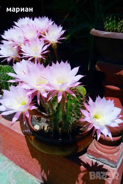 Цъфтящ кактус Ехинопсис (Echinopsis eyriesii) различни големини, снимка 1