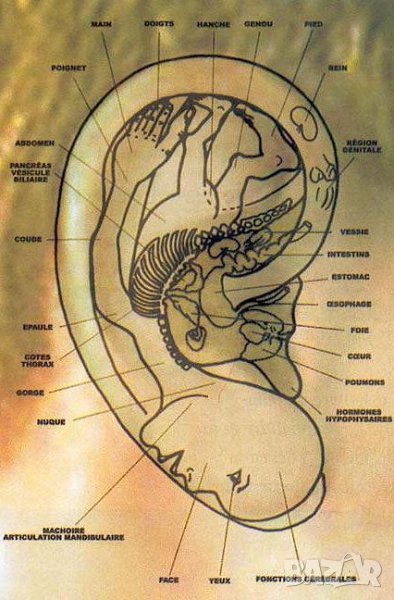 Аурикулотерапия Холистична медицина, снимка 1