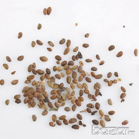 100 бр. Семена от гигантска хранителна къпина антиоксидант със здравословни качества, фибри, снимка 8 - Сортови семена и луковици - 20816347