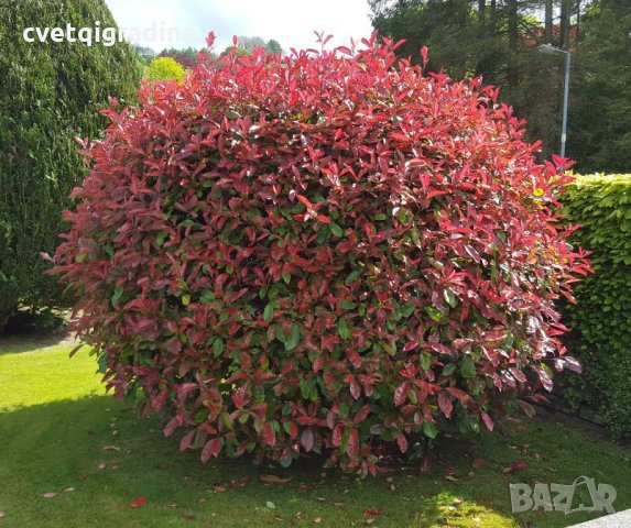  Photinia fr.'Red Robin', снимка 5 - Градински цветя и растения - 21905217