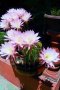 Цъфтящ кактус Ехинопсис (Echinopsis eyriesii) различни големини, снимка 1 - Градински цветя и растения - 21695497
