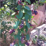 Саскатун. Канадска боровинка - Смоуки, снимка 2 - Градински цветя и растения - 12105627