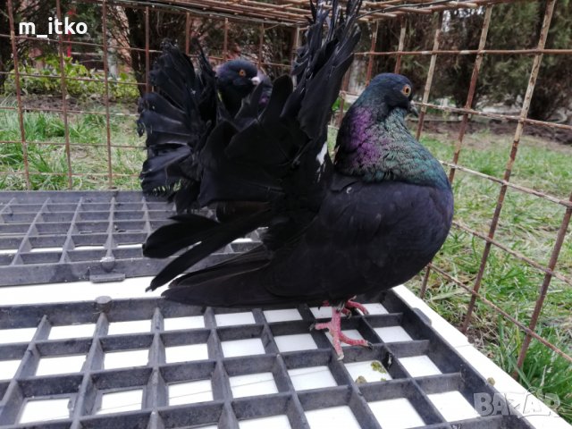  ФЕНЕРЛИИ 60 лв., снимка 4 - Гълъби - 24470593