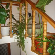  парапети,стъпала и стълби от масивна дървесина., снимка 2 - Други стоки за дома - 11344533