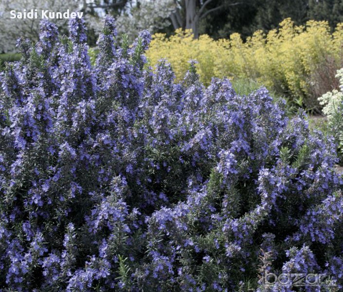 Розмарин(Rosmarinus officinalis), снимка 1