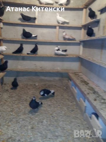 ПРОДАВАМ пазарджишки високо летачи-гълъби!, снимка 12 - Гълъби - 24799309