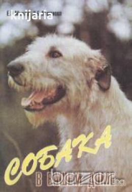 Собака в вашем доме: