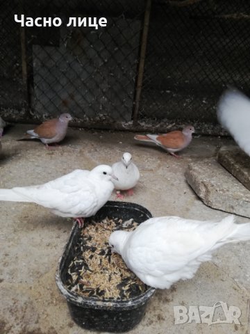 Смеещисе гугутки, снимка 7 - други­ - 19713401