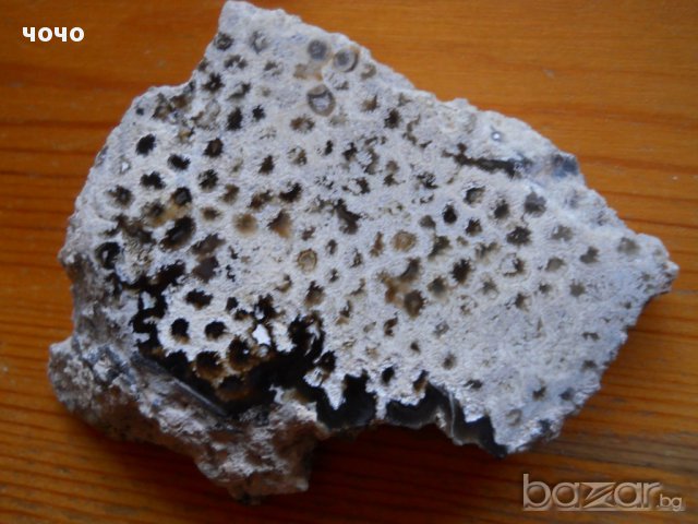 коралит - перфектна полировка, снимка 1