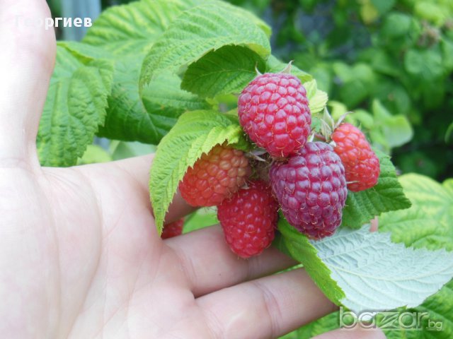 Разсад малини Шопска алена , снимка 7 - Стайни растения - 11542714