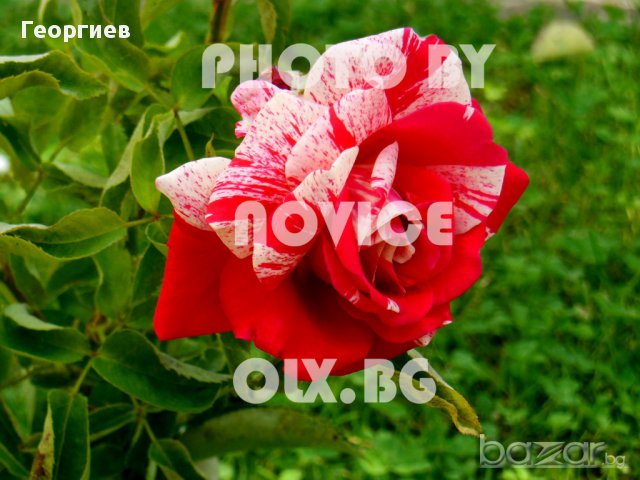 Селекция рози, снимка 1 - Стайни растения - 11542826