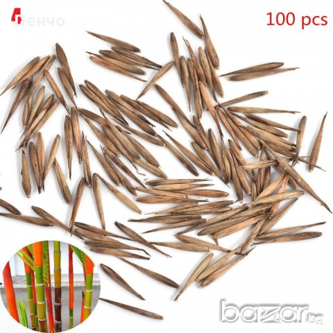 100 Семена от бамбук Moso-Bamboo красиво растение за вашата градина, за декорация , снимка 7 - Сортови семена и луковици - 19674349