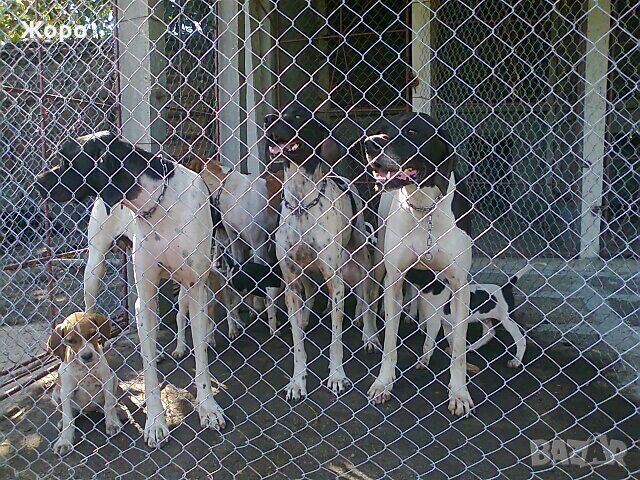 Пойнтер, снимка 2 - Пойнтер - 22943476