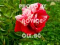 Селекция рози, снимка 1