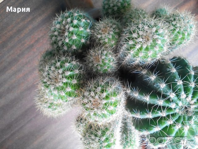 Кактус, снимка 1 - Стайни растения - 14588182