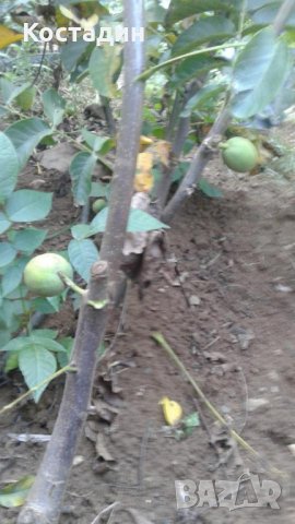 Орехов посадъчен материал