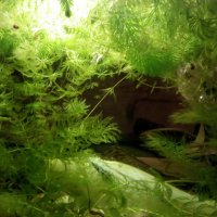 Водорасли за аквариум  Роголистник (лисича опашка) растения