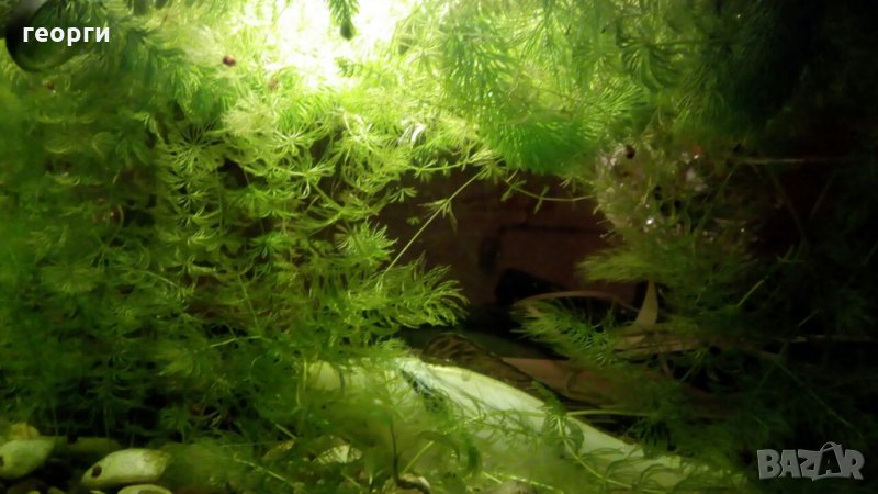 Водорасли за аквариум  Роголистник (лисича опашка) растения, снимка 1