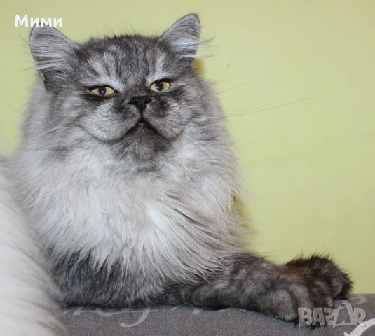 Сибирски  котенца Siberian  Cat, снимка 6 - Сибирски - 17543332