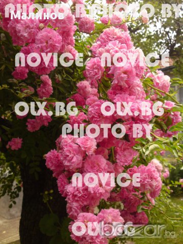 Розови и бели хортензии, дървесна хортензия, хибискус, клематис, ананас, снимка 13 - Стайни растения - 15114351