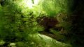 Водорасли за аквариум  Роголистник (лисича опашка) растения, снимка 1 - Аквариуми - 22263626