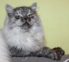 Сибирски  котенца Siberian  Cat, снимка 6