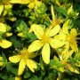 Жълт кантарион 2000 семена билка антидепресант медоносен, снимка 1 - Стайни растения - 17213033