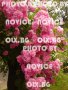 Розови и бели хортензии, дървесна хортензия, хибискус, клематис, ананас, снимка 13