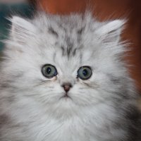 Сребърна чинчила  /  Persian cat, снимка 4 - Персийска - 18951274